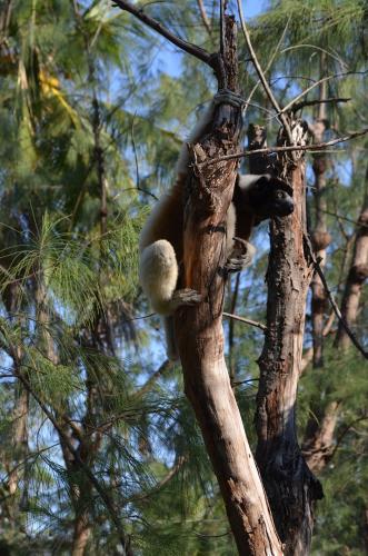 Lemur-sifaka-Katsepy-Mad-2015 1667