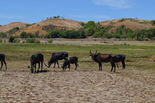 Zebu-Ambarijeby-GPS244-a-245-Mad-2015 1027