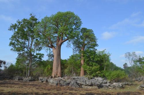 Adansonia-za-Tsingy-de-Namoroka-GPS249-Mad-2015 1509