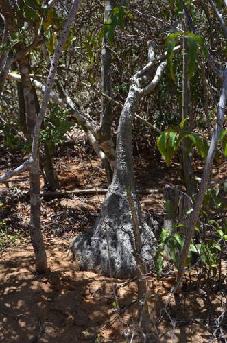 Adenia-epigea-Diego-Suarez-Sakalava-Bay-GPS235-Mad-2015 0494