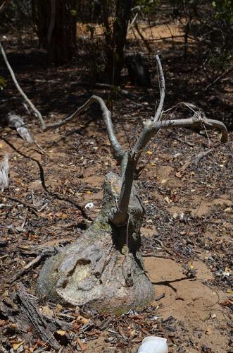 Adenia-epigea-Diego-Suarez-Sakalava-Bay-GPS235-Mad-2015 0517