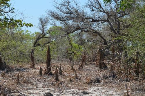 Aloe-aff-divaricata-Baly-Bay-Mad-2015 1529