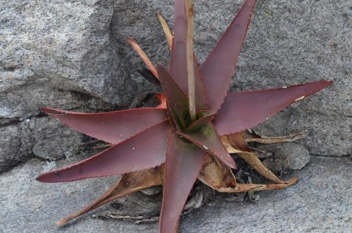 Aloe-aff-fievetii-Antsirabe-V-GPS233-Mad-2015 0105