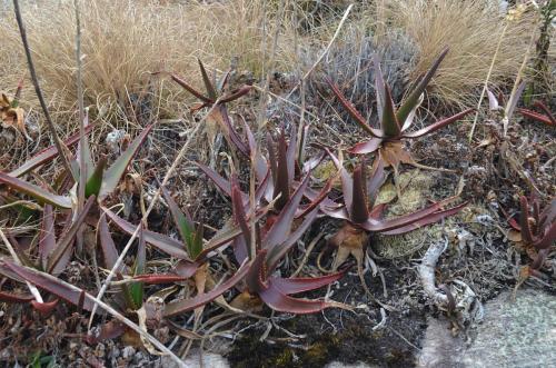 Aloe-aff-fievetii-PV2089-Antsirabe-V-GPS233-Mad-2015 0092