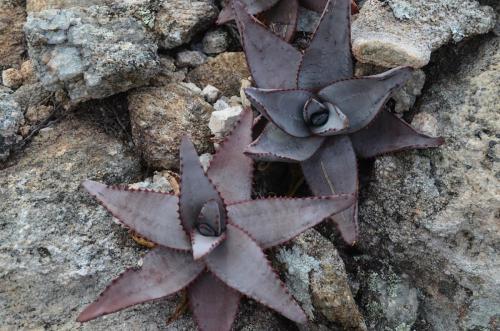 Aloe-conifera-Antsirabe-V-GPS233-Mad-2015 0088