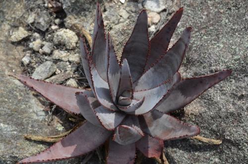 Aloe-conifera-Antsirabe-V-GPS233-Mad-2015 0089