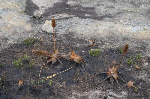 Aloe-conifera-Antsirabe-V-GPS233-Mad-2015 0096