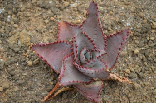 Aloe-pachydactylos-Razafindratsira-nursery-Mad-2015 0204