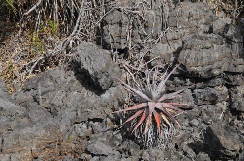 Aloe-roeoesliae-Ankarana-Lodge-Ambilobe-Mad-2015 0672