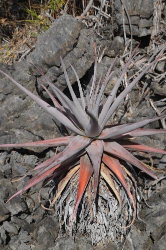 Aloe-roeoesliae-Ankarana-Lodge-Ambilobe-Mad-2015 0674