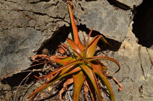 Aloe-suarezensis-Windsor-Castle-Diego-Suarez-Mad-2015 0299