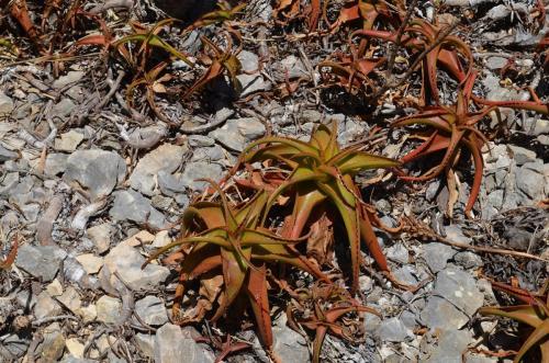 Aloe-suarezensis-Windsor-Castle-Diego-Suarez-Mad-2015 0334