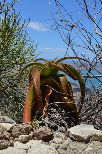 Aloe-suarezensis-Windsor-Castle-Diego-Suarez-Mad-2015 0340