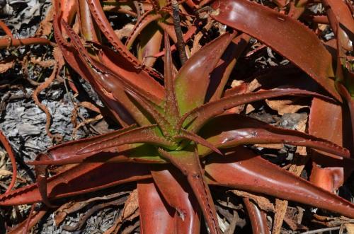 Aloe-suarezensis-Windsor-Castle-Diego-Suarez-Mad-2015 0369