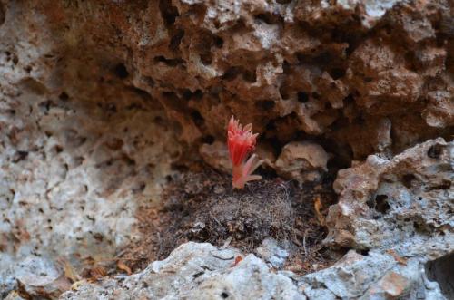 Begonia-sp-Mt-des-Francais-Diego-Suarez-Mad-2015 0447