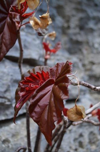 Begonia-sp-PV2831-Tsingy-de-Namoroka-GPS249-Mad-2015 1370