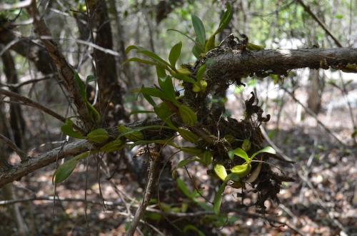 Bulbophyllum-sp-Mangabe-u-Namakia-GPS254-Mad-2015 1653