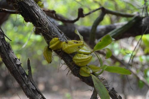 Bulbophyllum-sp-Mangabe-u-Namakia-GPS254-Mad-2015 1654