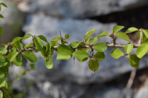 Commiphora-sp-Tsingy-de-Namoroka-GPS249-Mad-2015 1250