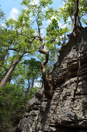 Commiphora-sp-Tsingy-de-Namoroka-GPS249-Mad-2015 1366
