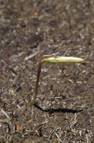Crinum-aff-filifolium-Ambarijeby-GPS244-a-245-Mad-2015 1083