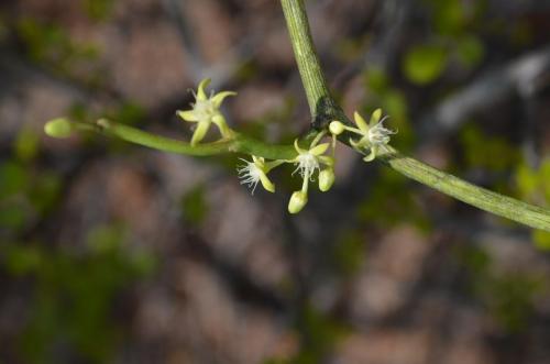 Cynanchum-luteifluens-Mangabe-u-Namakia-GPS254-Mad-2015 1642