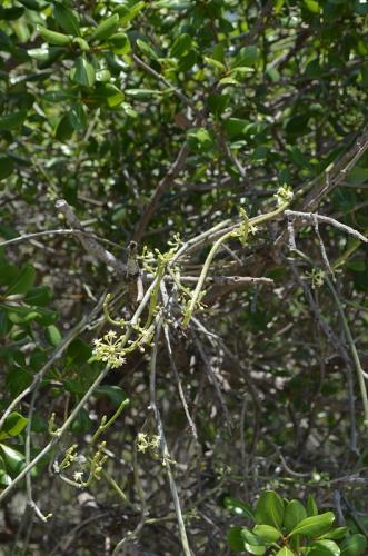 Cynanchum-luteifluens-Mangabe-u-Namakia-GPS254-Mad-2015 1645