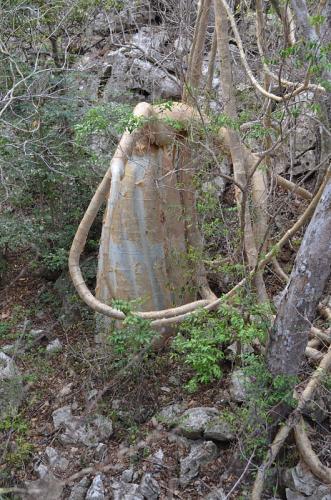 Cyphostemma-macrocarpa-Mt-des-Francais-Diego-Suarez-Mad-2015 0436