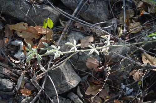 Cyphostemma-sp-Ankarana-Lodge-Ambilobe-Mad-2015 0638