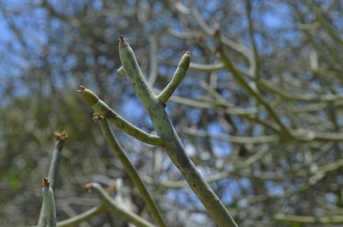 Euphorbia-PV2837-Mangabe-u-Namakia-GPS254-Mad-2015 1652
