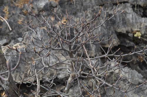 Euphorbia-aff-umbraculiforme-Ankarana-Lodge-Ambilobe-Mad-2015 0688