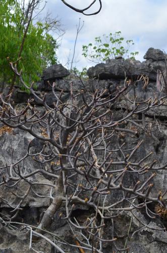 Euphorbia-aff-umbraculiforme-Ankarana-Lodge-Ambilobe-Mad-2015 0689