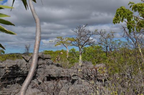 Euphorbia-aff-umbraculiforme-Ankarana-Lodge-Ambilobe-Mad-2015 0692