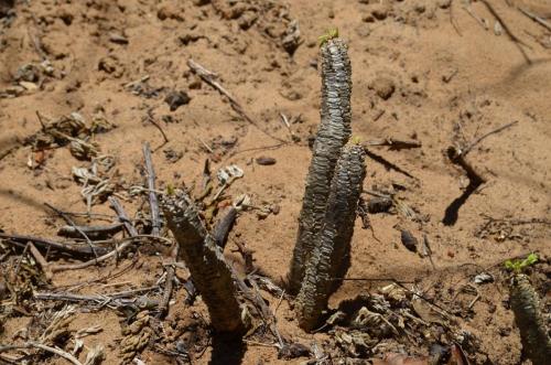 Euphorbia-ankarensis-Diego-Suarez-Sakalava-Bay-GPS235-Mad-2015 0508