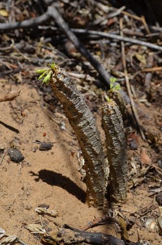 Euphorbia-ankarensis-Diego-Suarez-Sakalava-Bay-GPS235-Mad-2015 0514