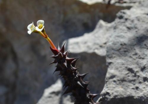 Euphorbia-bulbispina-Windsor-Castle-Diego-Suarez-Mad-2015 0357