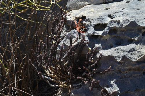 Euphorbia-bulbispina-Windsor-Castle-Diego-Suarez-Mad-2015 0362