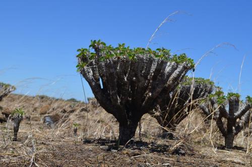 Euphorbia-guillauminiana-Ambarijeby-GPS244-a-245-Mad-2015 1041