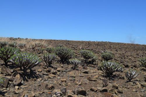 Euphorbia-guillauminiana-Ambarijeby-GPS244-a-245-Mad-2015 1051