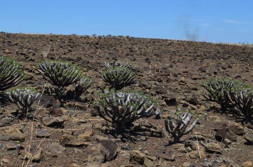 Euphorbia-guillauminiana-Ambarijeby-GPS244-a-245-Mad-2015 1052