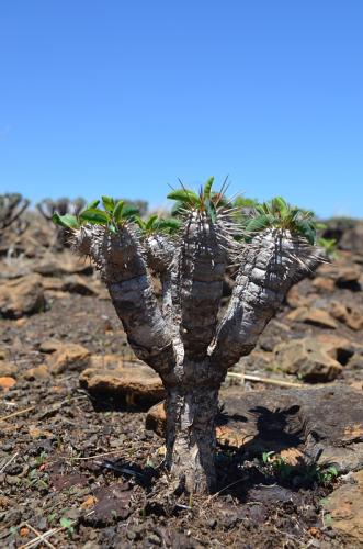 Euphorbia-guillauminiana-Ambarijeby-GPS244-a-245-Mad-2015 1055