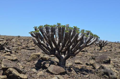 Euphorbia-guillauminiana-Ambarijeby-GPS244-a-245-Mad-2015 1077