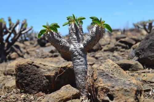 Euphorbia-guillauminiana-Ambarijeby-GPS244-a-245-Mad-2015 1104