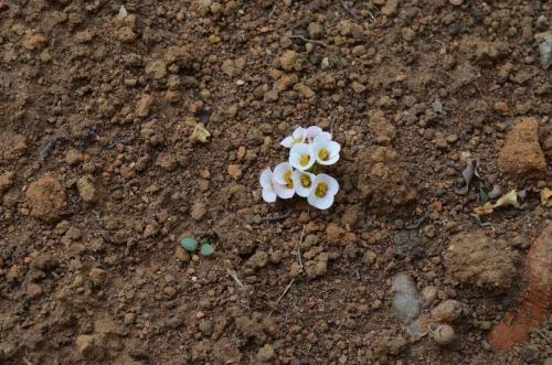 Euphorbia-itremensis-Razafindratsira-nursery-Mad-2015 0201