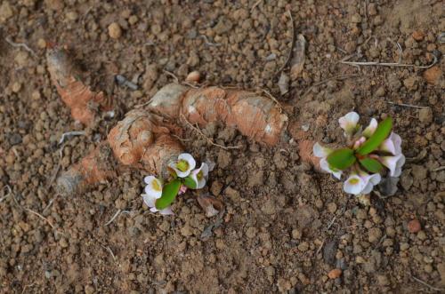 Euphorbia-itremensis-Razafindratsira-nursery-Mad-2015 0202