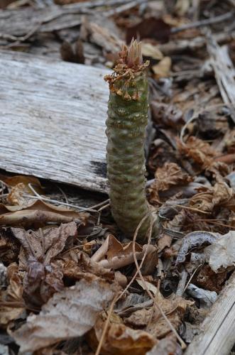Euphorbia-maromokotrensis-Maromokotra-GPS238-Mad-2015 0543