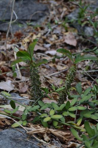 Euphorbia-perrieri-Xerosicyos-decaryi-Tsingy-de-Namoroka-GPS249-Mad-2015 1303