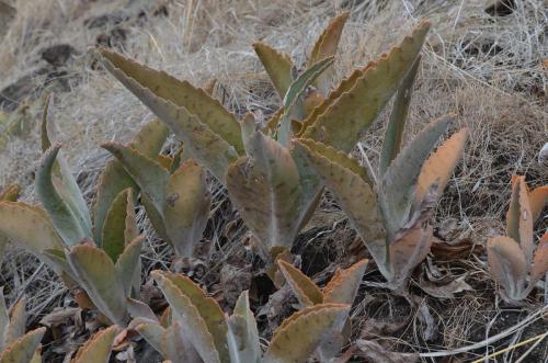 Kalanchoe-kat6809-Befandriana-zapadne-GPS239-Mad-2015 0810