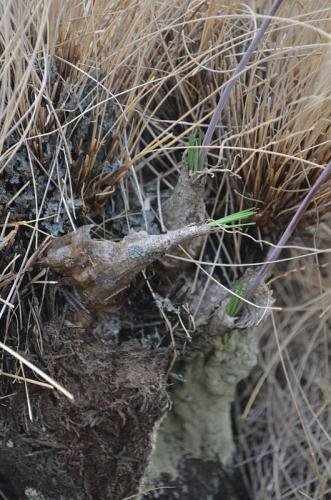 Ornithogalum-kat6821-Befandriana-zapadne-GPS239-Mad-2015 0752