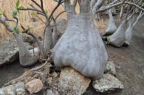 Pachypodium-baronii-Mandritsara-jizne-GPS243-Mad-2015 0908